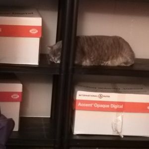 Meet your Posher, Kiki